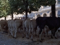 Fila de animales del concurso de ganado del Herri Eguna. Entre los ejemplares se observan unas vacas