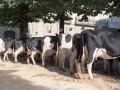 Fila de vacas del concurso de ganado del Herri Eguna