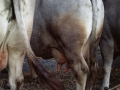 Parte trasera de unas vacas del concurso de ganado del Herri Eguna