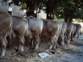 Fila de vacas del concurso de ganado del Herri Eguna