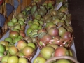 Manzanas y peras del concurso de hortalizas y frutas del día del Herri Eguna