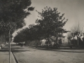 Una calle del ensanche dedicada a los Hermanos Zuintero, con fronda de magnolias