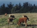 Vacas en el monte Jaizkibel