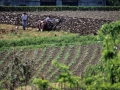 Labores argrícolas