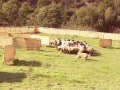 Perro guiando a las ovejas durante la prueba
