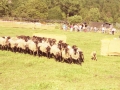 Perro guiando a las ovejas durante la prueba