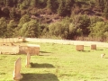 Ovejas dentro del redil