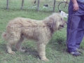 Perro pastor