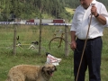 Pastor con su perro