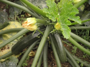 Calabacines del huerto de Igartubeiti