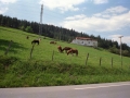 Caballos pastando en el prado