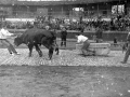 Prueba de bueyes en la plaza de toros de Eibar
