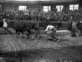 Prueba de bueyes en la plaza de toros de Eibar