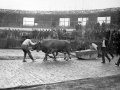 El probalari Ibargain (Santiago Astigarraga) con la pareja de bueyes en la plaza de toros de Eibar