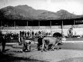 Prueba de bueyes en la plaza de toros de Eibar