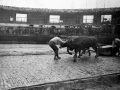 El probalari Ibargain (Santiago Astigarraga) con la pareja de bueyes en la plaza de toros de Eibar