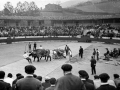 Prueba de bueyes entre la pareja de Gernika con la pareja de Ibargain (Santiago Astigarraga) en la plaza de toros de Eibar