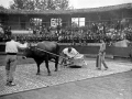 Idi proba Eibarko zezen plazan