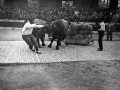 El probalari Ibargain (Santiago Astigarraga) con la pareja de bueyes en la plaza de toros de Eibar