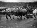 El probalari Ibargain (Santiago Astigarraga) con la pareja de bueyes en la plaza de toros de Eibar