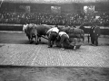 El probalari Ibargain (Santiago Astigarraga) con la pareja de bueyes en la plaza de toros de Eibar