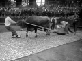 El probalari Ibargain (Santiago Astigarraga) en una prueba de bueyes en la plaza de toros de Eibar