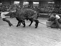 El probalari Ibargain (Santiago Astigarraga) con la pareja de bueyes en la plaza de toros de Eibar