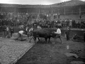El probalari Ibargain (Santiago Astigarraga) con la pareja de bueyes en la plaza de toros de Eibar