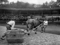 El probalari Ibargain (Santiago Astigarraga) en una prueba de bueyes en la plaza de toros de Eibar