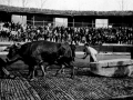 El probalari Ibargain (Santiago Astigarraga) con la pareja de bueyes en la plaza de toros de Eibar