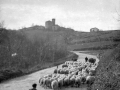 Rebaño de ovejas cerca de Arroa (Zestoa)