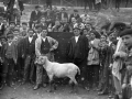 Bizkor aharia Eibarko zezen plazan