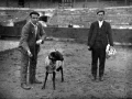 Carnero de pelea en la plaza de toros de Eibar