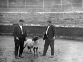 Carnero de pelea en la plaza de toros de Eibar