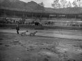 Carneros de pelea en la plaza de toros de Eibar