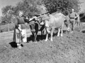 Labores del campo en el caserío Artamendi