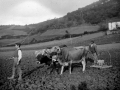 Campesinos de Aretxabaleta pasando la rastra