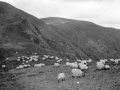 Pastoreo en Roncesvalles. Al fondo, Ortzanzurieta.