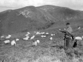 Pastoreo en Ortzanzurieta (Roncesvalles).