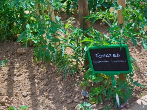 huerta urbana azkoitia-tomate II