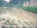 Huerto inundado