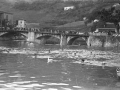 Patos