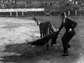 Tolosa. Becerrada Piña Raku; Jose Maria Bandres Muleta (sólo)