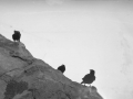 Jungfraujoch. Beleak