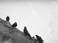 Jungfraujoch. Beleak