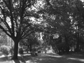 Ginebra. Parke bat