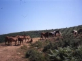 Pottokas en el monte Jaizkibel