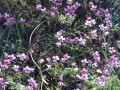´Scaevola´, hosto liladun basoko lorea