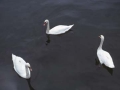 Interlakeneko laku batean uretan dabiltzan zisneak