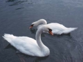 Dos cisnes en un lago de Interlaken